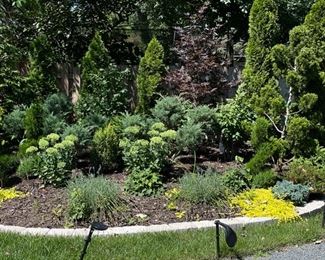 Assorted Evergreens.