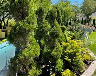 Assorted Evergreens.