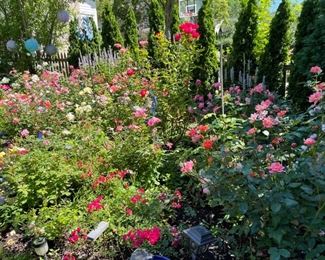Rose Bushes.