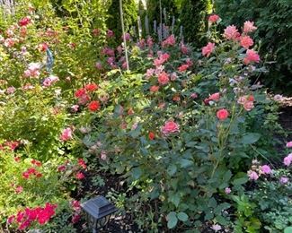 Rose Bushes.