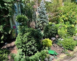 Assorted Evergreens.