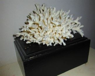 VTG mounted coral specimen