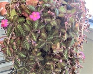 Exotic angel plant - "Flame Violet"