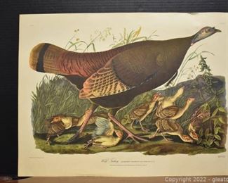 Engraved Print Wild Turkey