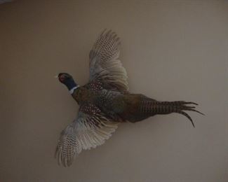 Taxidermy pheasant