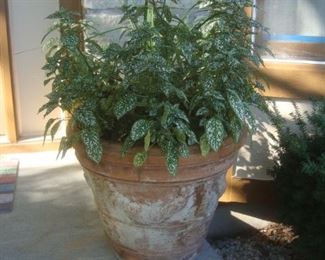 Large terra cotta pot