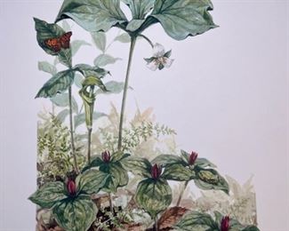Ann Geise