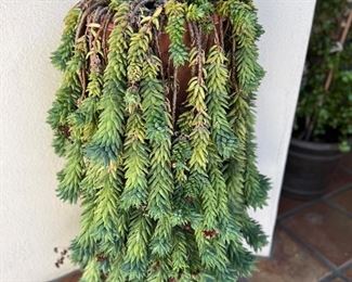 Donkey-Tail Potted Plant
