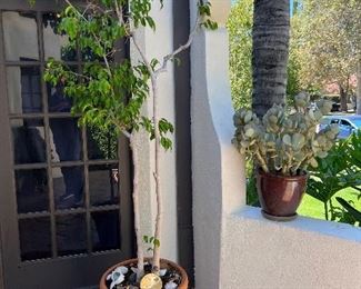 Potted Ficus & Potted Succulent 