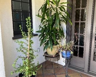 Potted Plants and Garden Decor