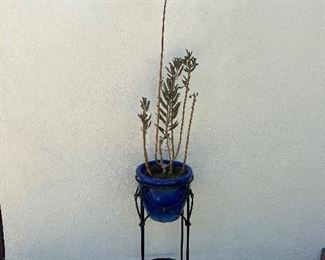 Succulent Plant in Ceramic Pot on Iron Stand