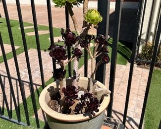 Glazed Ceramic with Succulent