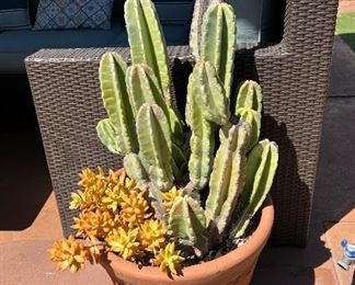 Potted Succulent and Cacti