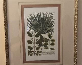 Framed Botanical Print