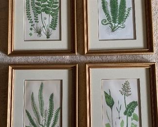 antique framed botanical prints