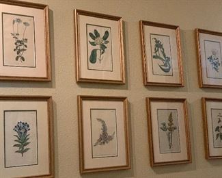 antique framed botanical prints