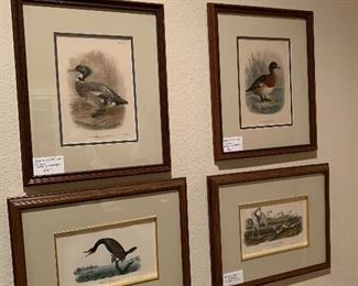 UPPER:  J. Green Chromolithographs of Duck varieties  LOWER: antique Audubon colored bird prints :  The Florida Cormorant and Tell Tale Snipe or Godwit