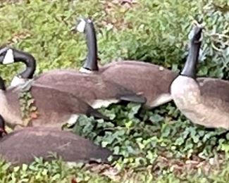 CANADIAN GEESE DECOYS