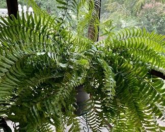 GIANT FERN