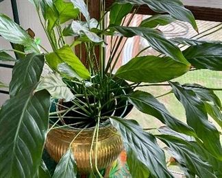 LARGE LILY IN BRASS PLANTER