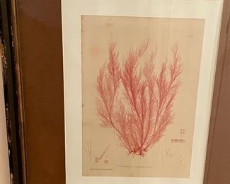 FRAMED SEA LIFE PRINT