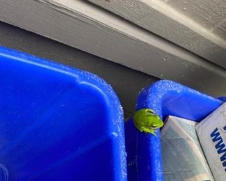This frog jumped down and starting singing about his ragtime gal but nobody would believe me.