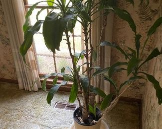 Handsome and tall corn plant.