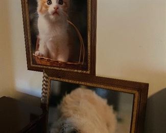 Dogs rule, cats drool.