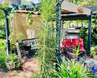 10’ tall pencil cactus