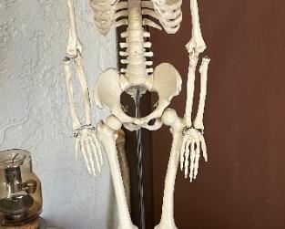 Celebrex 32" Model Human Skeleton on stand DETAILED Medical	33 inches high	

