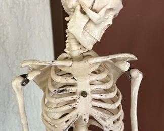 Celebrex 32" Model Human Skeleton on stand DETAILED Medical	33 inches high	
