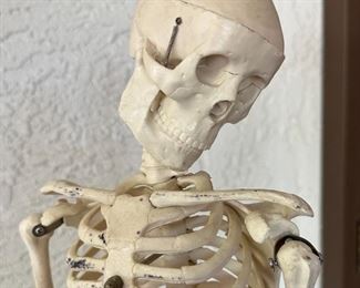 Celebrex 32" Model Human Skeleton on stand DETAILED Medical	33 inches high	
