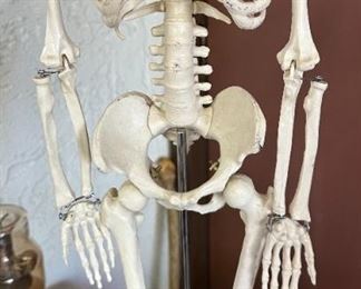 Celebrex 32" Model Human Skeleton on stand DETAILED Medical	33 inches high	
