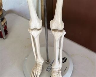 Celebrex 32" Model Human Skeleton on stand DETAILED Medical	33 inches high	
