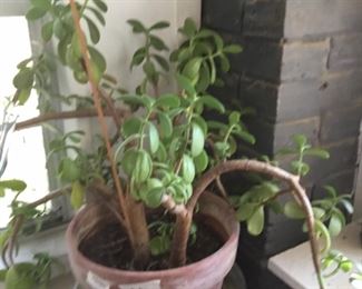 Front porch area (enclosed)  - plant