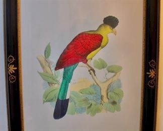 Multiple Ornithilogical Framed Prints