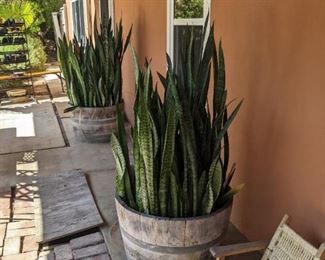 Large potted plant 