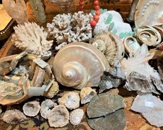 Shells and coral