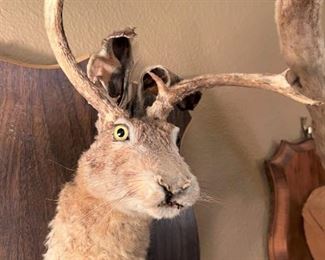 Everyone needs a Jackalope at home!