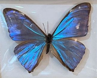 Mounted butterfly