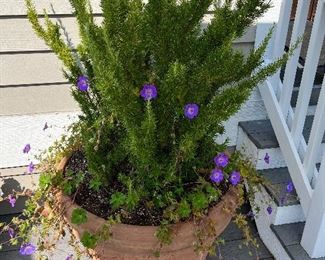 $160. Rosemary filled pot 29"diam. x 24"h.  This is available for online purchase only.