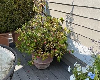 $160.   23" diameter x 17"h. Includes the tuteur on which the plant has been trained.  This is available for online purchase only.   