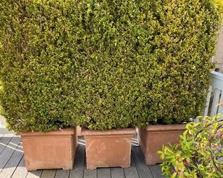 $180.   Wonderful natural "hedge" or privacy screen. 
This is available for online purchase only.
