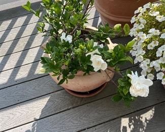 $60. 13.5"h x 16" diameter.  This is available for online purchase only.