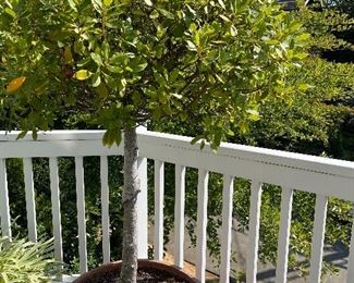 $180. One of two matching available.  24" diameter x 19"h.   This is available for online purchase only. is available for online purchase only.