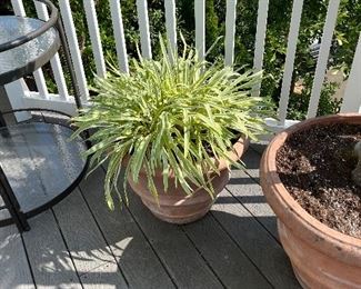 $60   21" diameter x 16"h.  This is available for online purchase only.