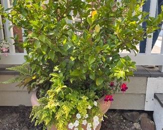 $120.  Potted Camellia.  22" diameter x 18" h.  This is available for online purchase only.