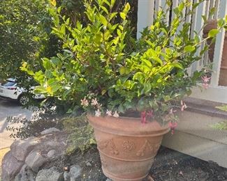 $120. Potted camellia  is 20" diameter x 19"h This is available for online purchase only.