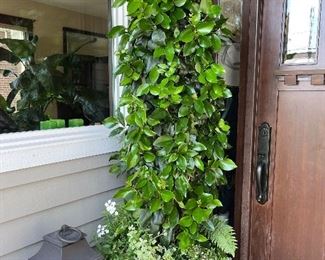 $340. Pair of potted Camellias.  Each pot is 22" in diameter x 18"h. This is available for online purchase only.