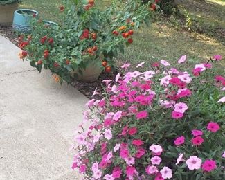 Flowers and flower pots